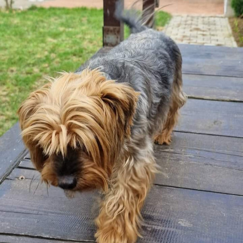 Specialistii veterinari avertizează: hidratarea și hrănirea corespunzătoare a câinilor sunt cruciale în zilele caniculare