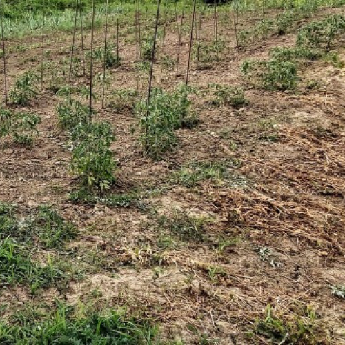 Fermierii din Mureș, pregătiți să facă față caniculei