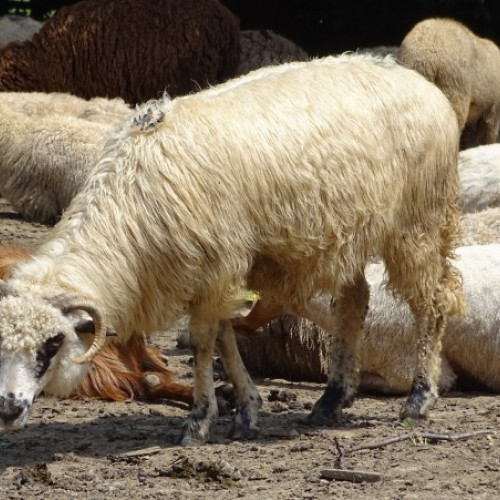 Boala afectează crescătorii de ovine și caprine în trei județe din România