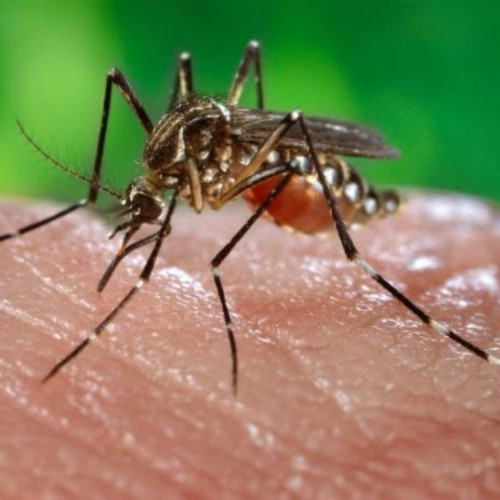 Sase cazuri de infectie cu virusul West Nile in Romania