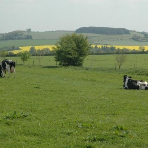 Crescătorii de animale primesc ajutoare de stat de 55 milioane de lei