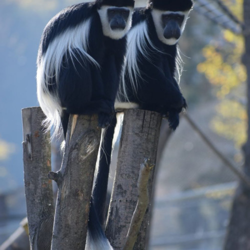 Grădina Zoologică din Brașov sărbătorește Ziua Internațională a Primatelor