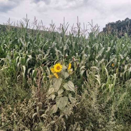 Pagubele agricole din Brașov din cauza caniculei de vară