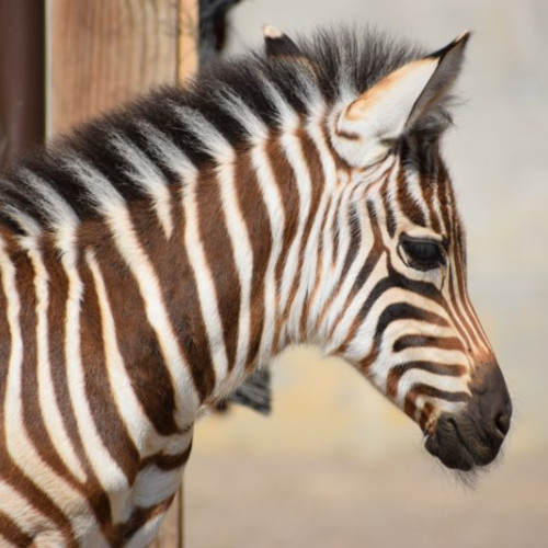 Pui de zebra &quot;Beauty&quot;, adoptat la Grădina Zoologică Brașov