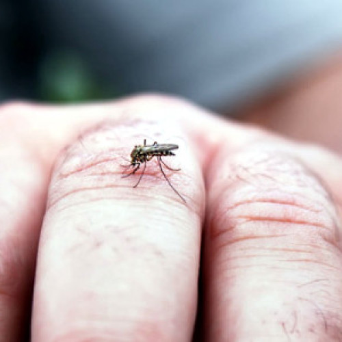 Un pacient de 88 de ani a decedat din cauza virusului West Nile în Suceava