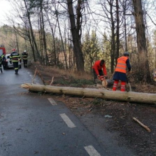 Acțiune de tăiere a arborilor pe DN 13 A pentru siguranța circulației