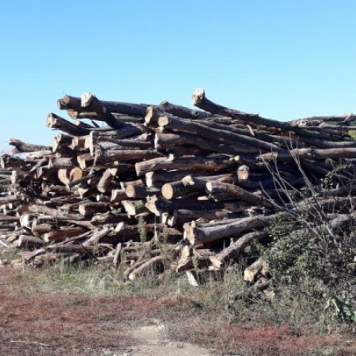 Harghitenii pot cumpăra lemne de foc de la ocoalele silvice