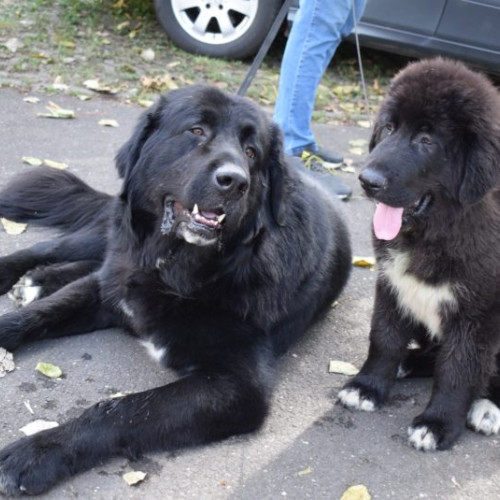 Sute de câini din diverse rase, la Dracula Dog Show în Târgu Mureș