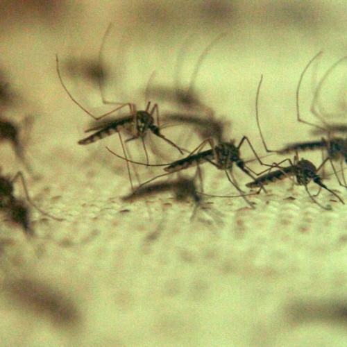 Infecții cu virusul West Nile: 73 de cazuri confirmate și nouă decese