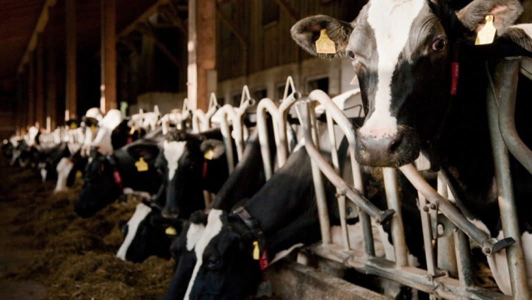 Ciolacu anunță: Crescătorii de animale primesc 72 de milioane de euro, fermierii, subvenție la motorină
