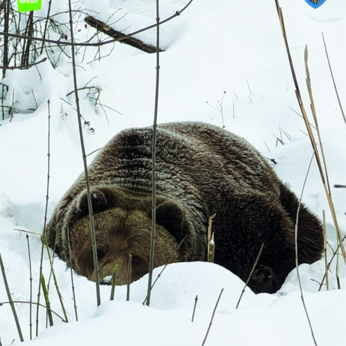 Ursul sărbătorit la Grădina Zoologică Braşov - Vineri