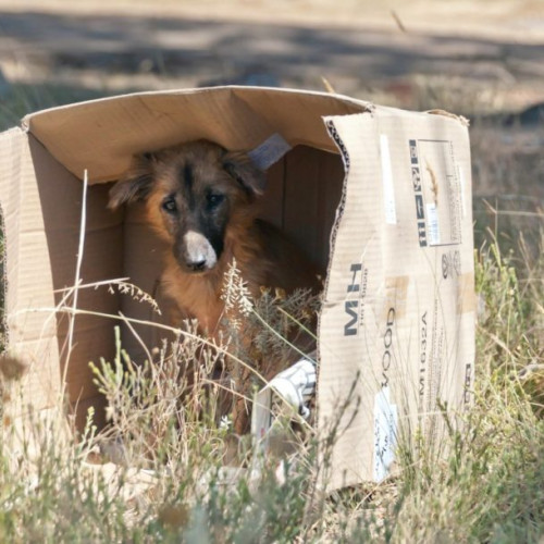 500 de sancțiuni de peste 146.000 de lei pentru rele tratamente aplicate animalelor în Mureș