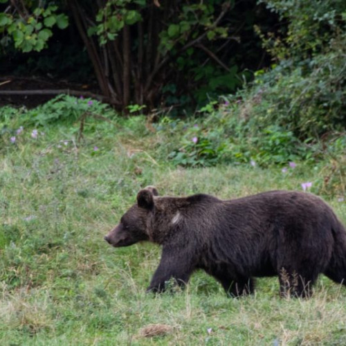 Avertizare de la Primărie pentru o pădure din Miercurea-Ciuc cu o ursoaică și pui în preajmă