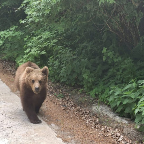 Conferință despre protecția biodiversității și coexistența cu carnivore mari în Europa, organizată la CJ Harghita