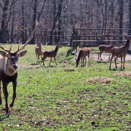 Mai multe specii rare apar la Grădina Zoologică Târgu Mureş. Luni depuse în colecția Marinul lui János Oferă mai multă biodiversitate și o aplicație nouă pentru vizitatori.