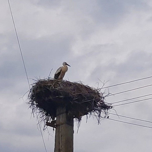 Berzele s-au întors! Păsările au fost observate primite în mai multe localități din Covasna de membrii Asociației ornitologice ‘Rara Avis’