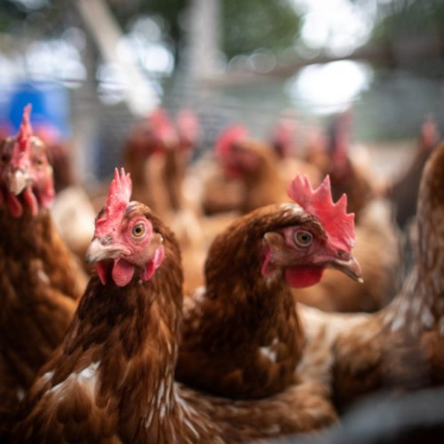 Inspectorii sanitar-veterinari verifică puiul din comerț în Mureș pentru a preveni contaminarea