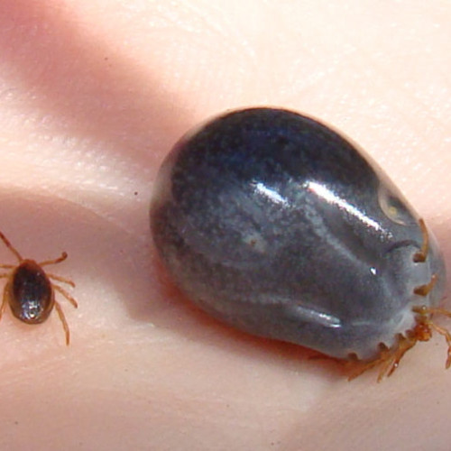 Căpușele apar mai devreme în acest sezon: Medicii atrag atenția privind riscul de transmitere a bolii Lyme
