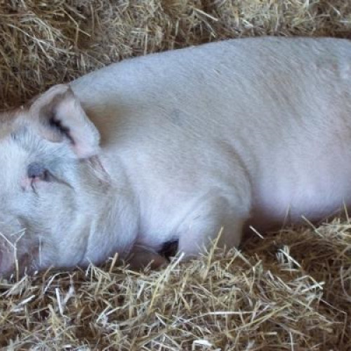 Focar de pestă porcină în gospodăriile din Zărneşti, autorităţile iau măsuri de siguranţă