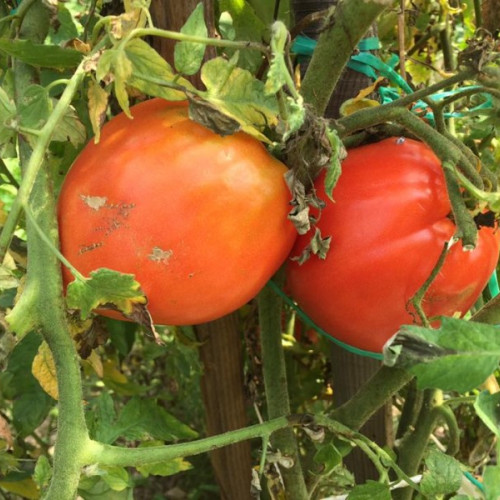 Ajutorul de stat pentru producătorii de tomate, acordat prin programul "Tomata", este de 1500 de euro pe hectar în acest an
