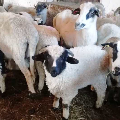 Interdicția de sacrificare a mieilor direct în piețele din Târgu Mureș se menține - Cât va costa carnea de miel în acest an?