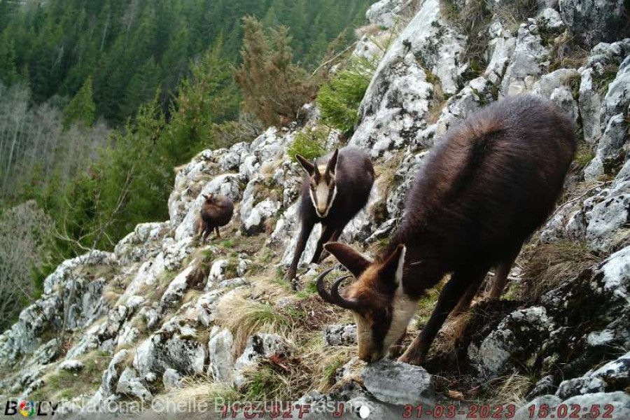 Image Description