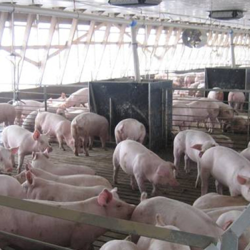 Sprijin financiar de la stat pentru crescătorii de animale din România afectați de războiul din Ucraina, primele plăți deja în cont