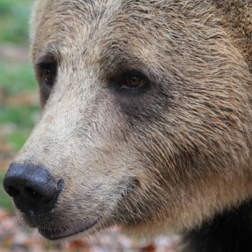Un bărbat atacat de urs în afara localităţii Lueta, a ajuns la spital