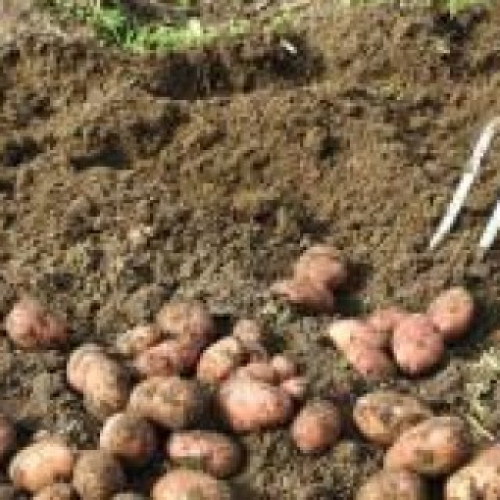 Scăderea constantă a suprafeței plantate cu cartofi în județul Harghita